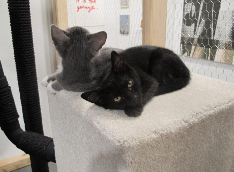 View of cats up for adoption